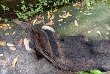 Tamanduá-bandeira volta à natureza após ser resgatado pelos Bombeiros em escola_6621973003006.jpeg